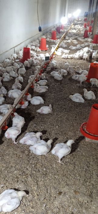 Парранда учун ем идишлари сотилади