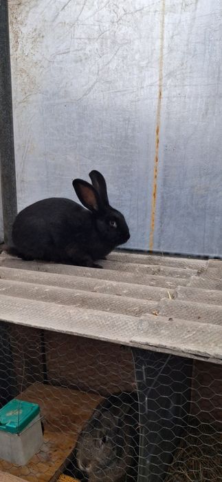 Iepuroaică de vânzare preț negociabil