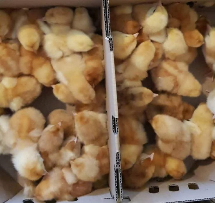 Livram pui de carne ross 308 și rasa mixta Buzau • OLX.ro