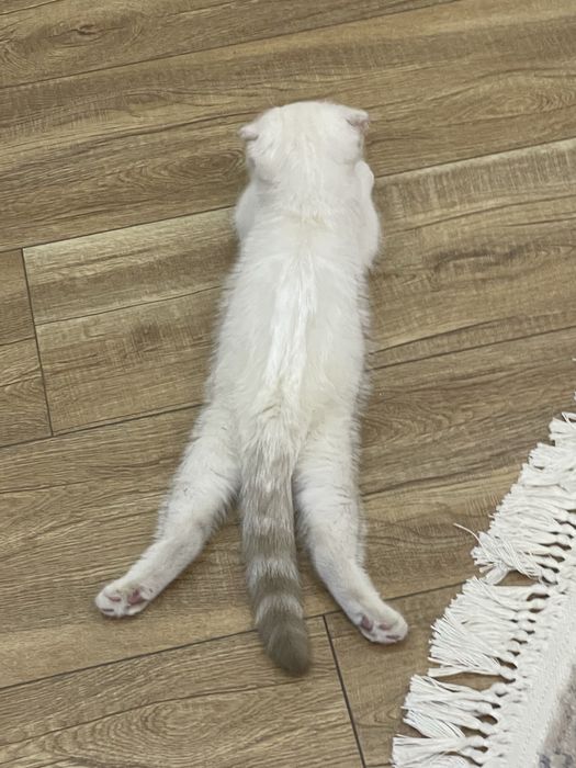 Продаётся Шотландская кошка