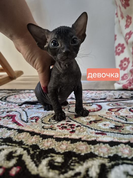 Котята донского сфинкса