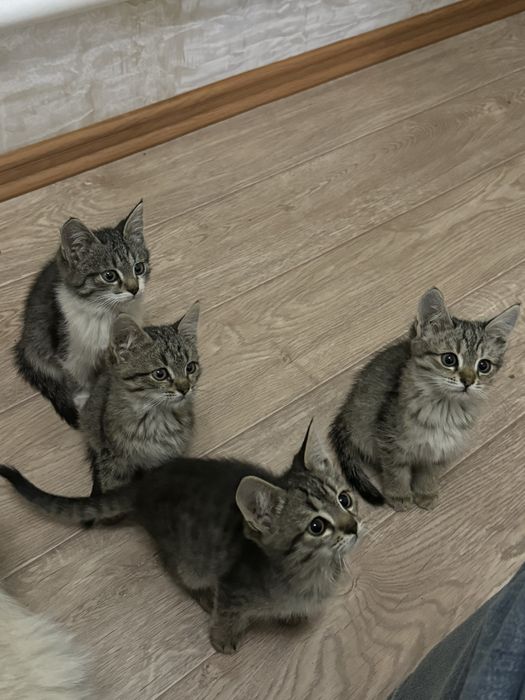 Котёнки в добрые руки