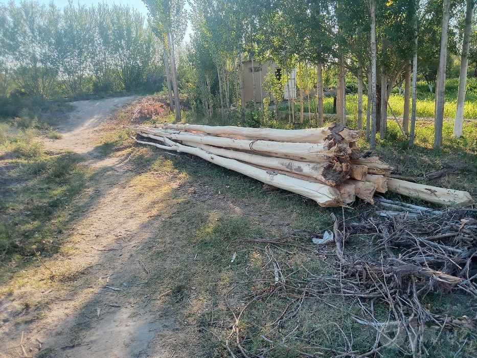 Ак терек сатылады