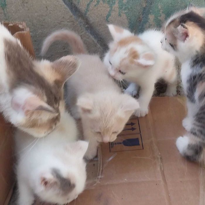 Малышам котятам нужен дом