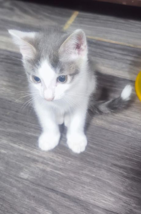 Отдам котят 2 мальчика