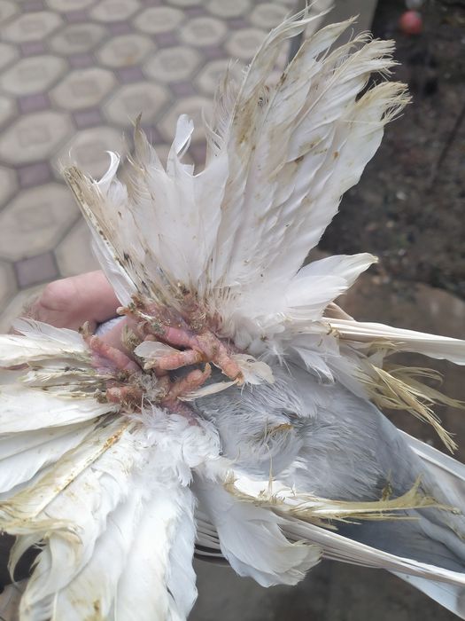 Пара тасманов на игру