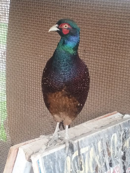 Продается румынский фазан!