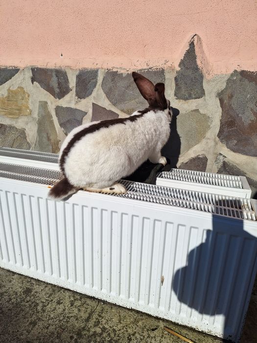 Femelă fluture german pestriț