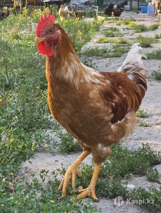 Продам Петушковв
