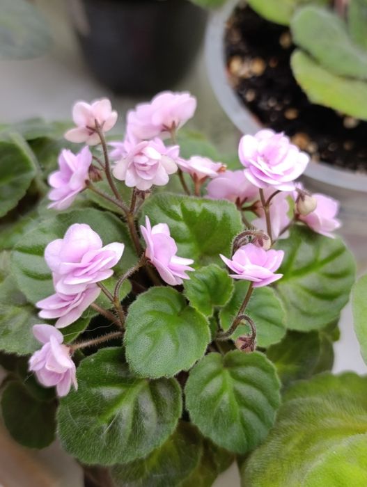 Цветы на подоконнике