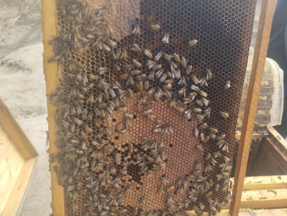 Asal ari oilasi sotiladi