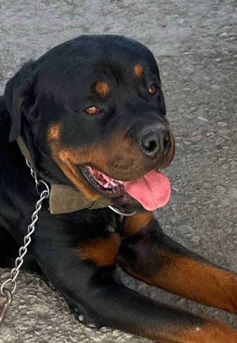 Продаются щенки ротвейлера, породистые