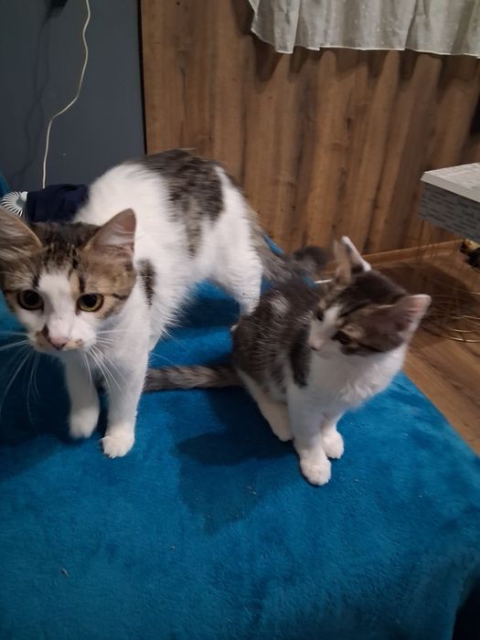 Котенца си търсят дом