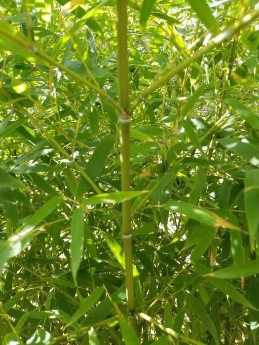 Бамбук студоустойчив