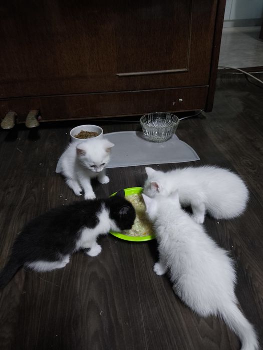 Отдам прекрасных котят