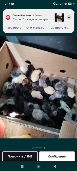 Продам цыплят Брама