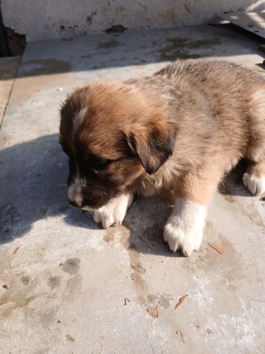 Отдам в добрые руки!