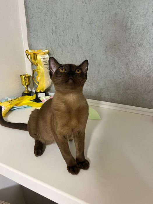 Котята Европейская Бурма