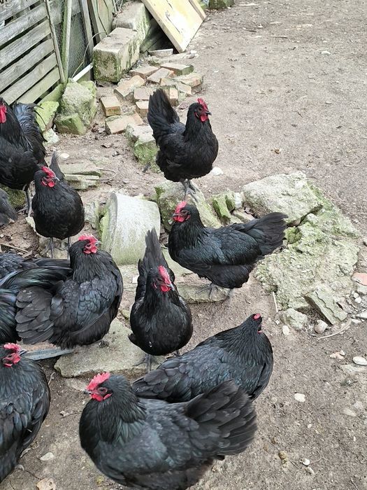 Oua australorp de vanzare