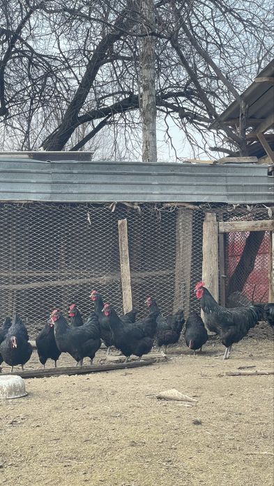 Джерси гигант жумырткасы