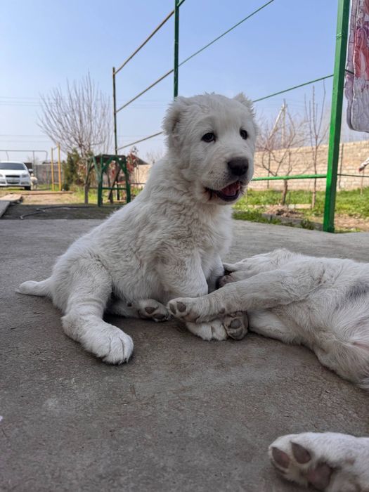 Щенки Алабая 250$