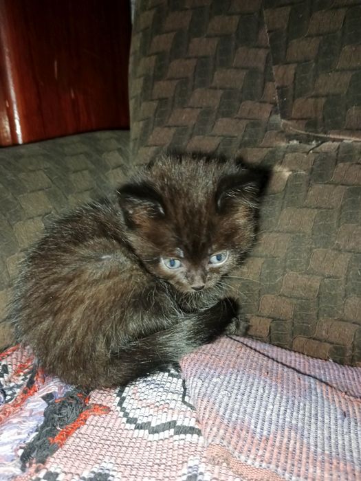 Очаровательные черные котята в добрые руки!