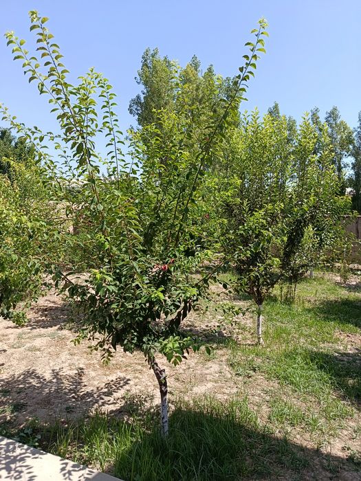 Hovli sotiladi 5 sotix