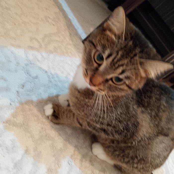 Отдам даром хорошом руки