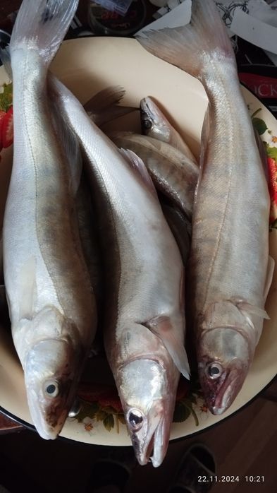 Продам рыбу судак