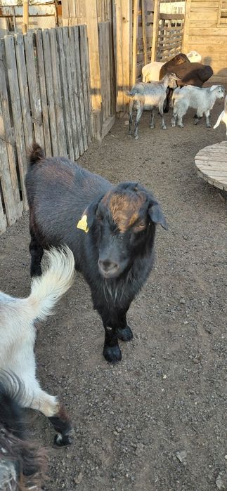 Крупные козы текелер