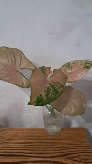 Продам сингониумы флескед