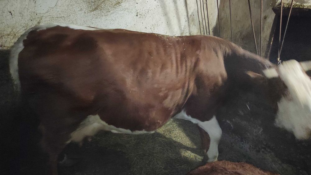 Vând vacă și vițel