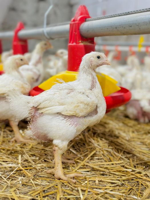 Pui de 1,2-1,3 kg. la 16 Ron / pui