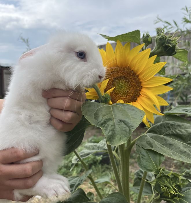 Iepurași cap de leu de vanzare!