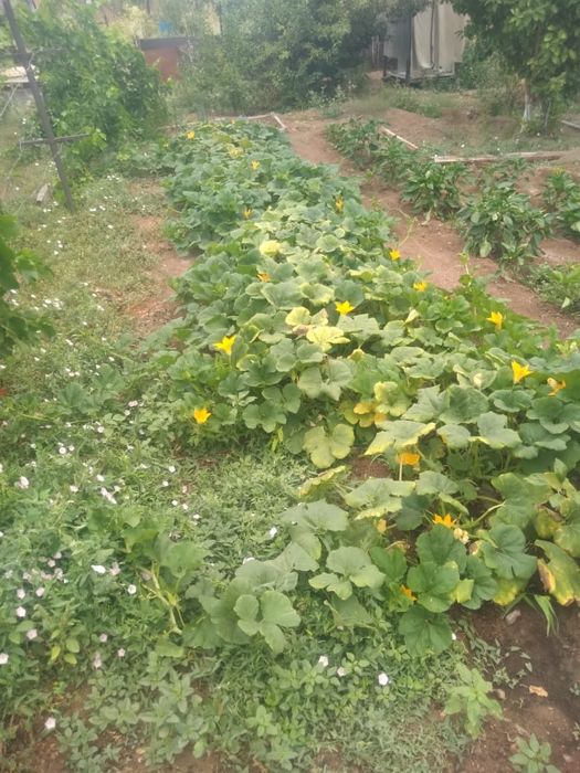 Дача в ТЭЦ 1 в хорошем состоянии