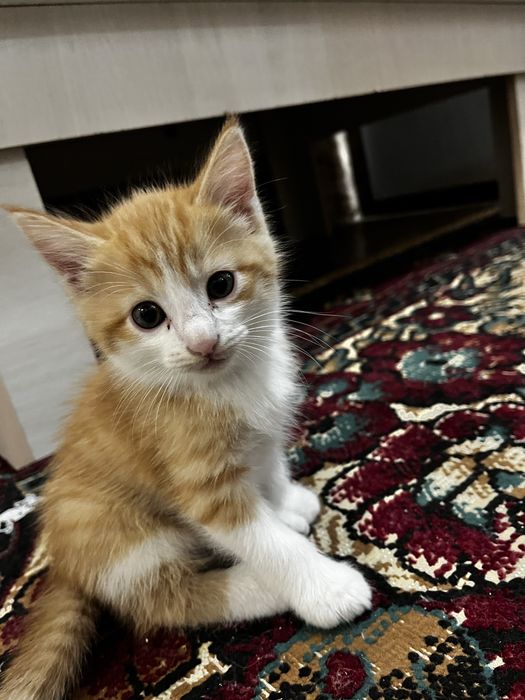 Домашние котятаа