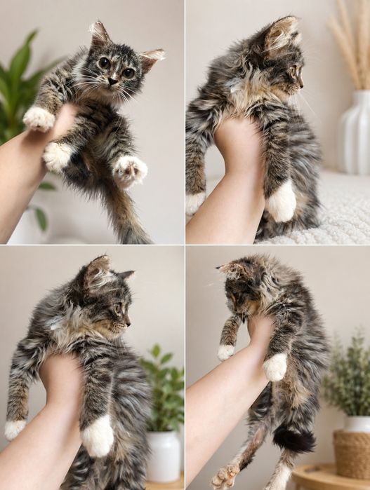 Отдам котенка смесь с Мейн куном