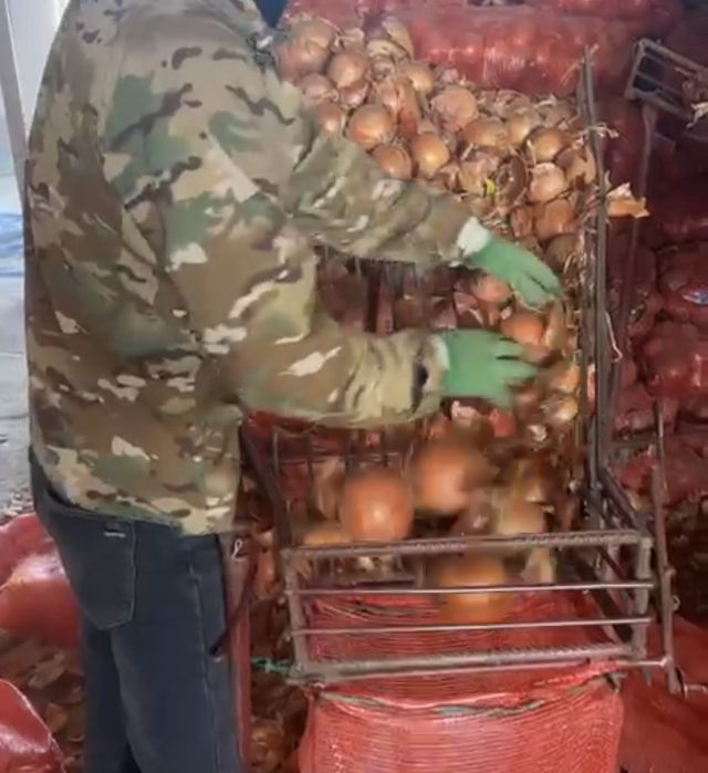 Репчатый лук Кокшетау