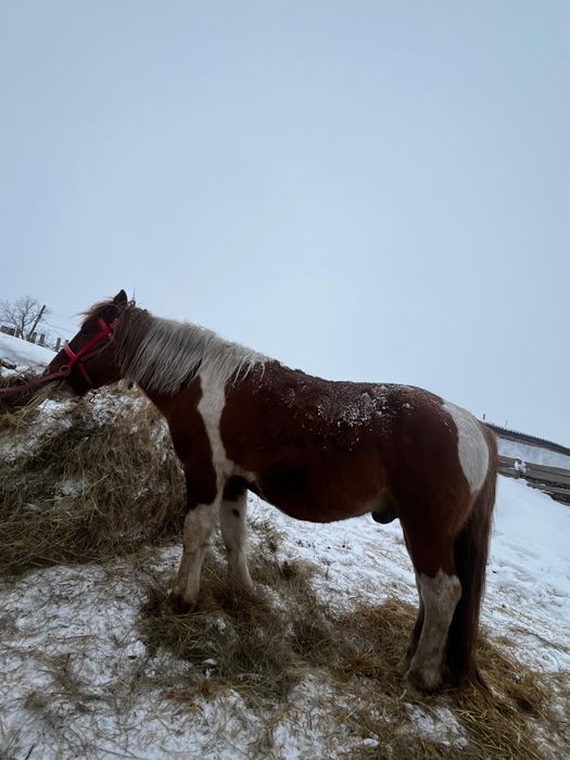 Продам жеребца полу тяг