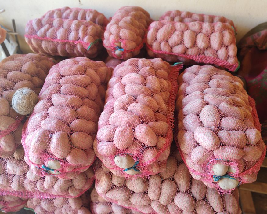 Cartofi de sămânță