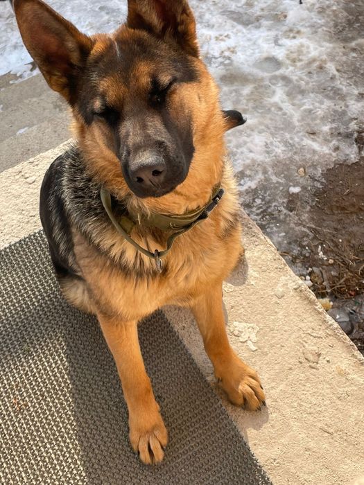 Немецкая овчарка в добрые руки