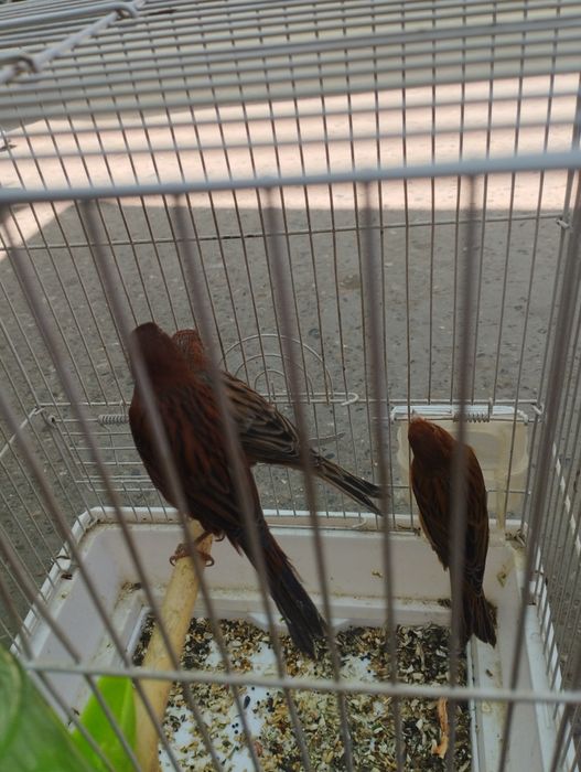 Красная дерева птицы