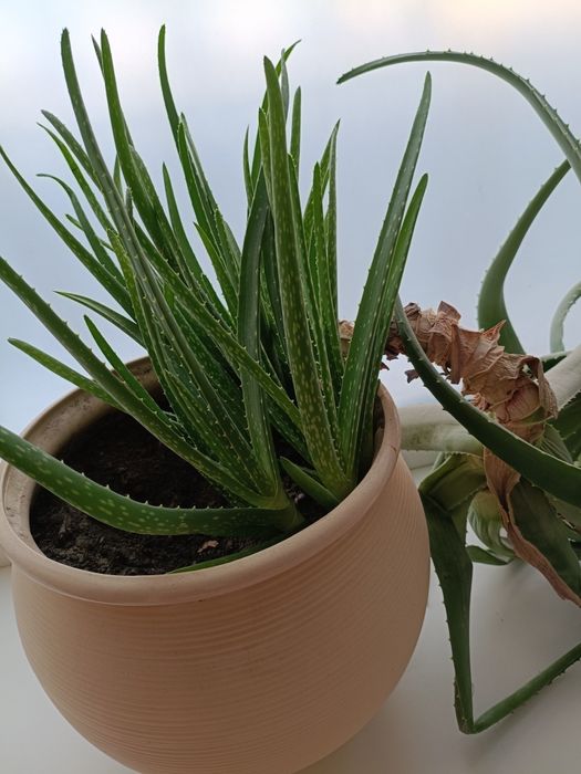 Алоэ Вера восьмилетний