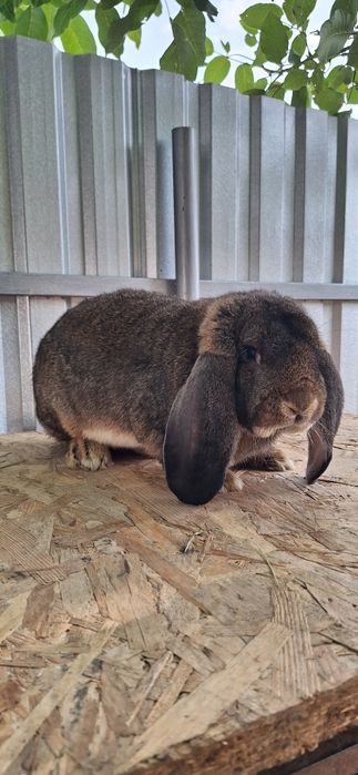 Vând iepuri berbec german