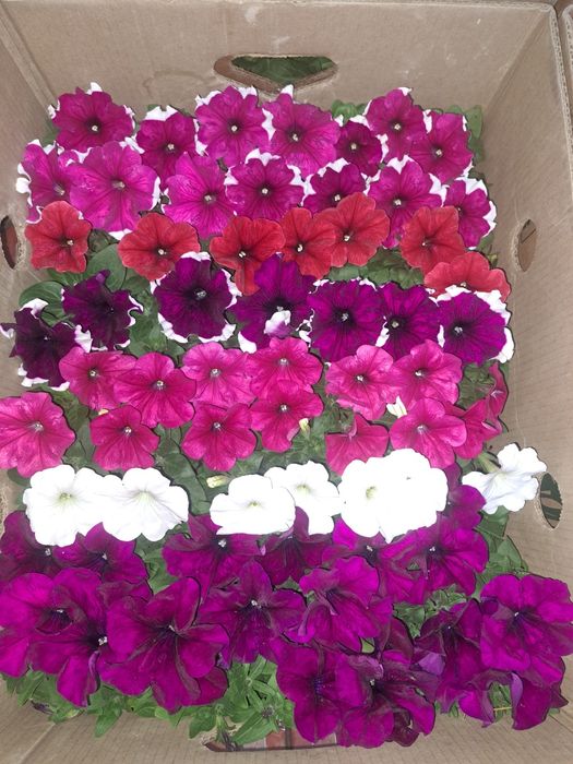 цветы оптом в розницу