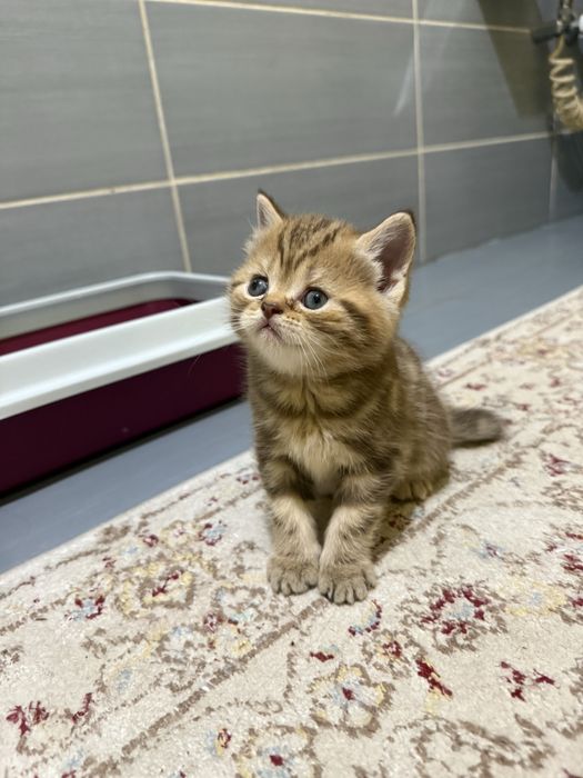 котята  шотланцы