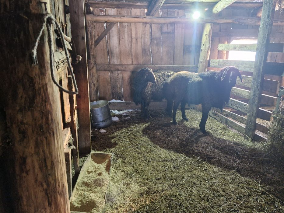 Кошкар производитель