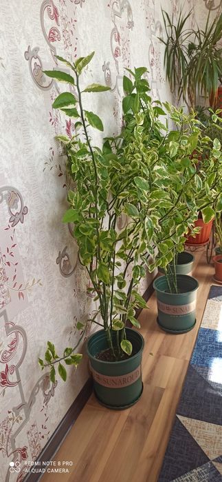 Комнатные цветы разные виды