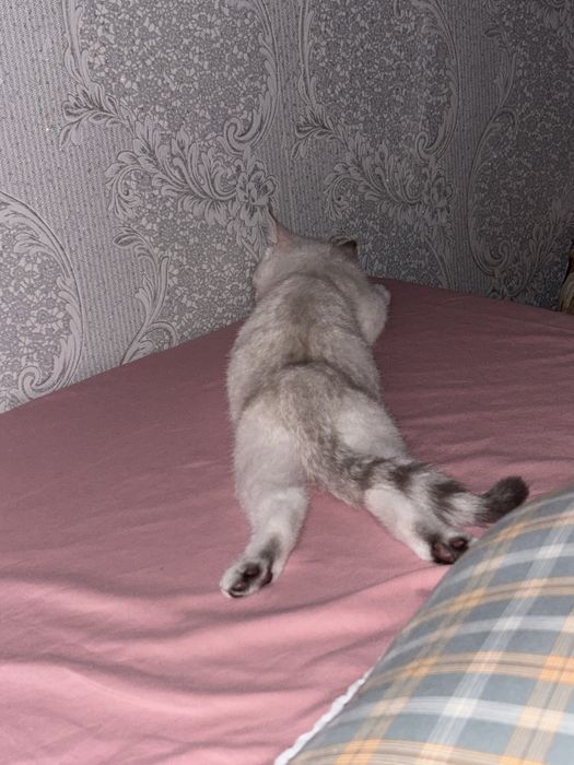 Котенок 4 мес шотландец