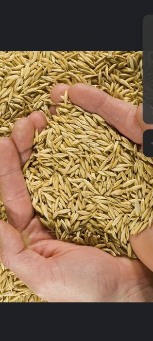 Ovăz bio de vânzare!